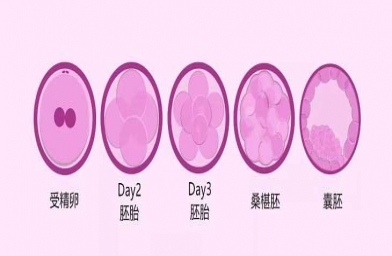 胚胎or囊胚？海南慈铭博鳌国际医院做试管婴儿，移植的是第几天的胚胎？
